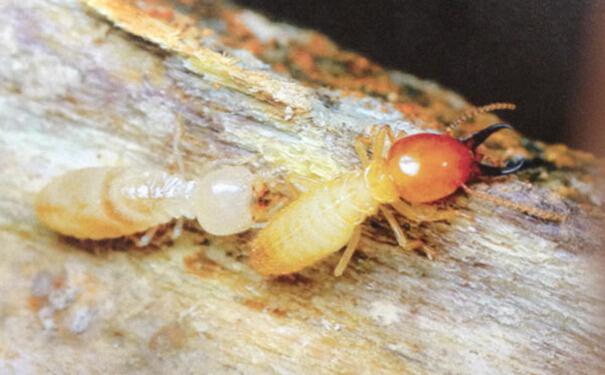 白蟻的危害及最佳消滅方法