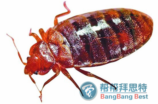 臭蟲怎么消滅以及如何預防臭蟲入侵