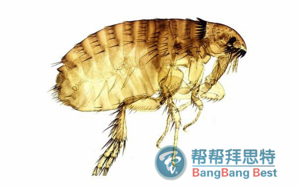 除蟲(chóng)公司教大家跳蚤怎么消滅