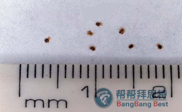 除蟲(chóng)公司教大家跳蚤怎么消滅