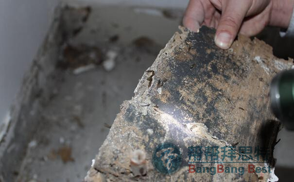 白蟻的危害及最全最有效的滅白蟻方法