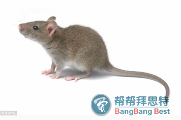 如何防治老鼠進入室內(nèi)的最佳方法