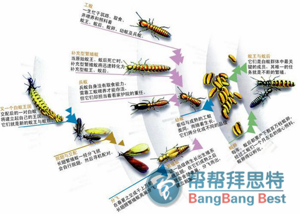 白蟻防治公司爆料最有效最全的滅白蟻方法