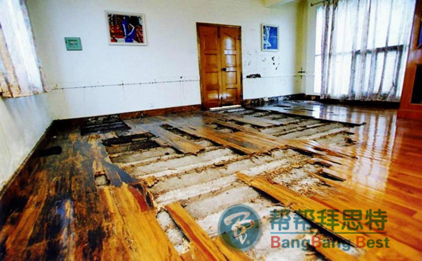 白蟻防治公司爆料最有效最全的滅白蟻方法
