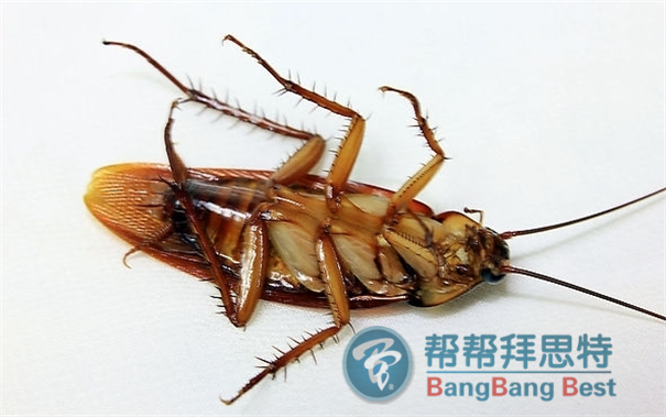 殺蟑螂公司提供最新最有效的滅蟑螂方法