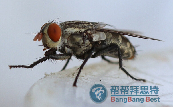殺蟲(chóng)公司消滅蒼蠅最有效的方法