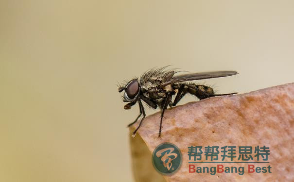殺蟲(chóng)公司消滅蒼蠅最有效的方法