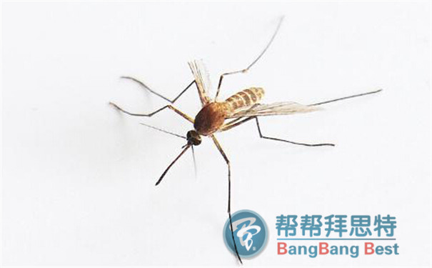 專(zhuān)業(yè)殺蟲(chóng)公司教你怎么消滅蚊蟲(chóng)