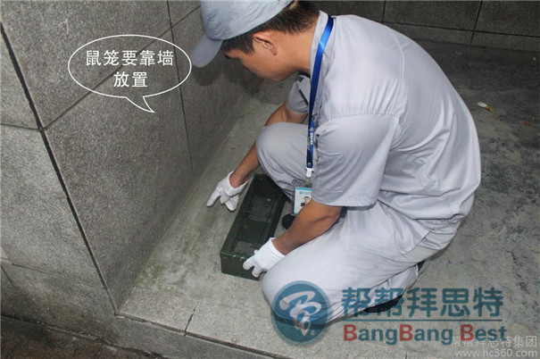 專(zhuān)業(yè)滅鼠公司詳細(xì)介紹最佳滅鼠方法