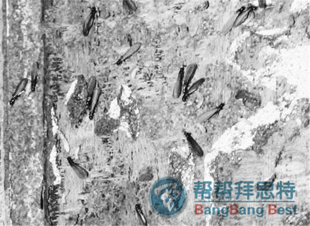 滅白蟻公司教你專業(yè)的白蟻防治方法