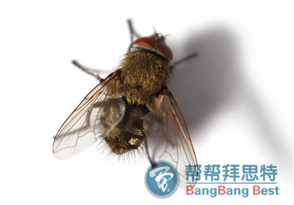 除蟲公司防治蒼蠅最有效的方法