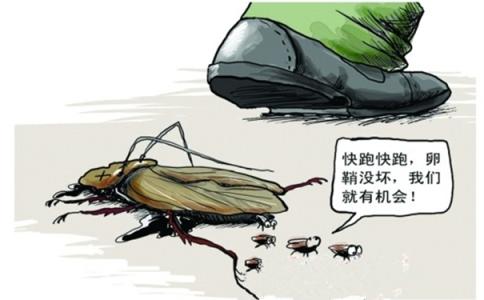 殺蟑螂公司講訴蟑螂的那些事