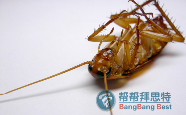 殺蟑螂公司講訴蟑螂的那些事