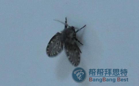 殺蟲公司教大家消滅蛾蚋好方法