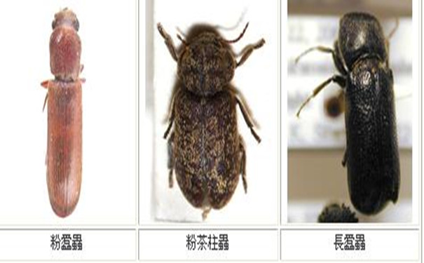家具中發(fā)現(xiàn)粉蠹蟲應該如何防治