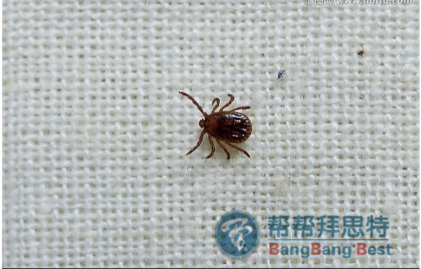 除蟲公司教大家蜱蟲的最有效防治手段