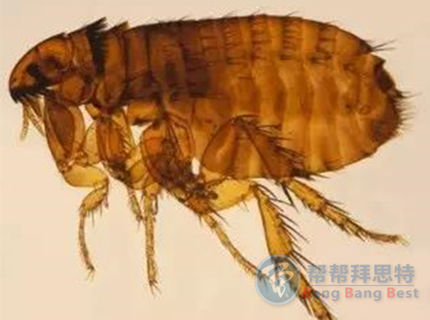 跳蚤的生物習(xí)性及危害