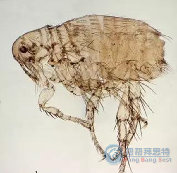 跳蚤的生物習(xí)性及危害