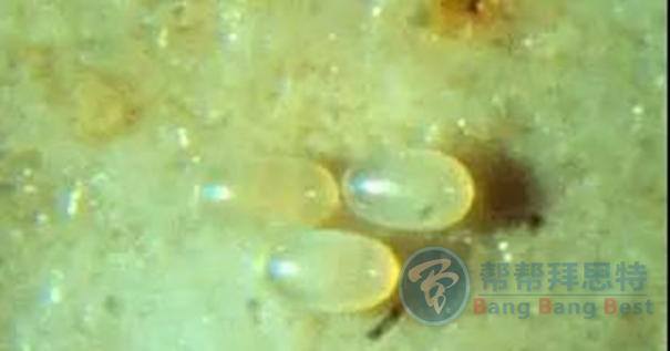跳蚤的生物習(xí)性及危害