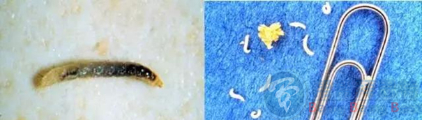 跳蚤的生物習(xí)性及危害