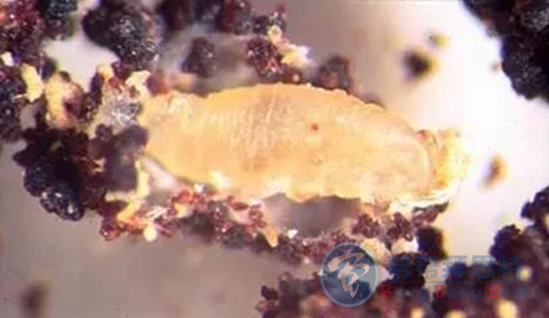 跳蚤的生物習(xí)性及危害