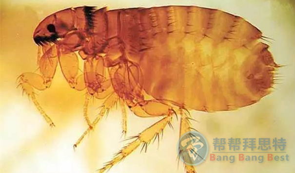 跳蚤的生物習(xí)性及危害