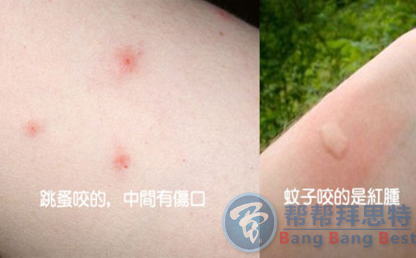 跳蚤的生物習(xí)性及危害