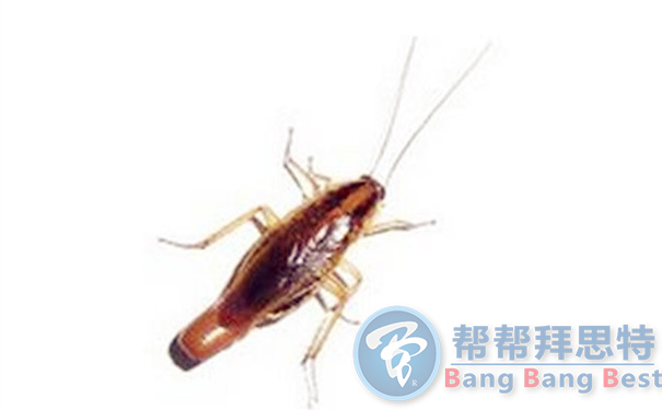 滅蟑公司教你6種家庭輕松滅蟑螂方法