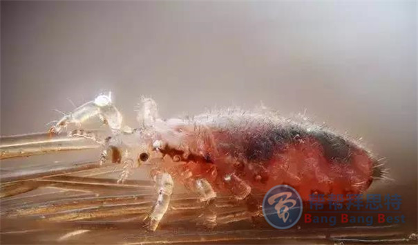 殺蟲公司帶你生活中十五種寄生蟲