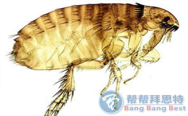 殺蟲公司帶你生活中十五種寄生蟲