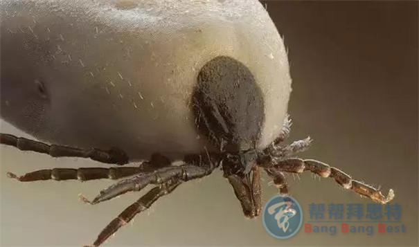 殺蟲公司帶你生活中十五種寄生蟲