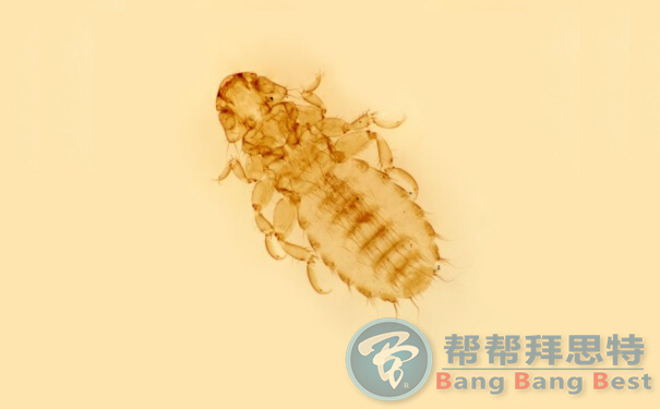 家里面米色和黑色的小蟲子怎么滅
