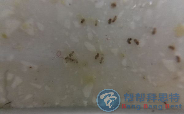 家里面米色和黑色的小蟲子怎么滅