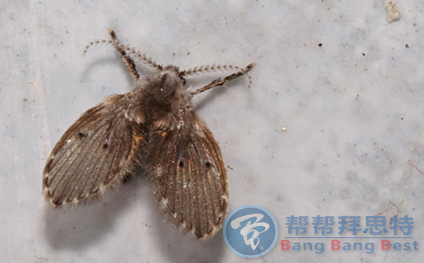 除蟲公司教你科學(xué)應(yīng)對下水道飛蟲