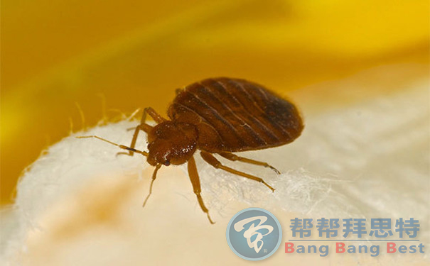 住酒店最易忽視的健康隱患——臭蟲(chóng)