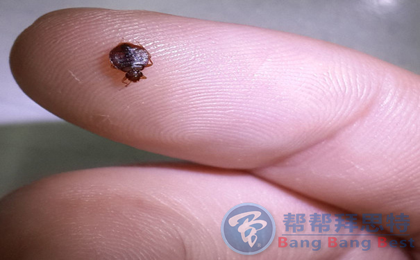 住酒店最易忽視的健康隱患——臭蟲(chóng)