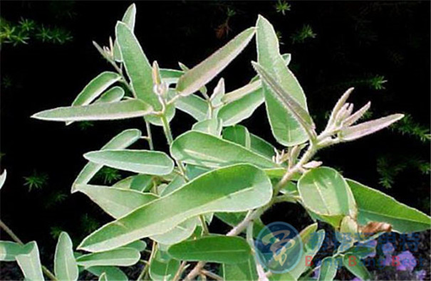 最健康安全的解決辦法——植物防蟲(chóng)