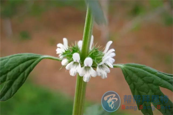最健康安全的解決辦法——植物防蟲(chóng)