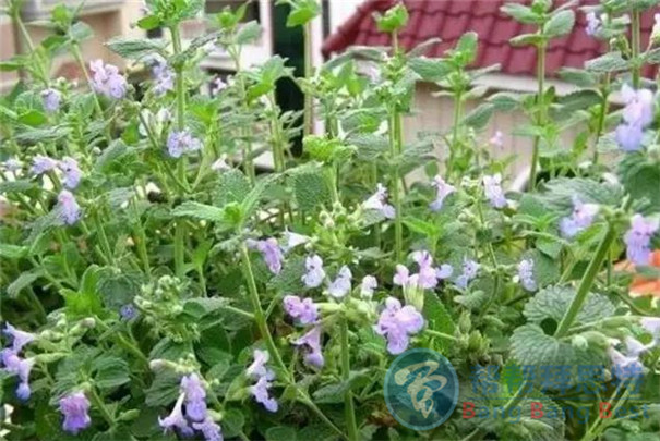 最健康安全的解決辦法——植物防蟲(chóng)