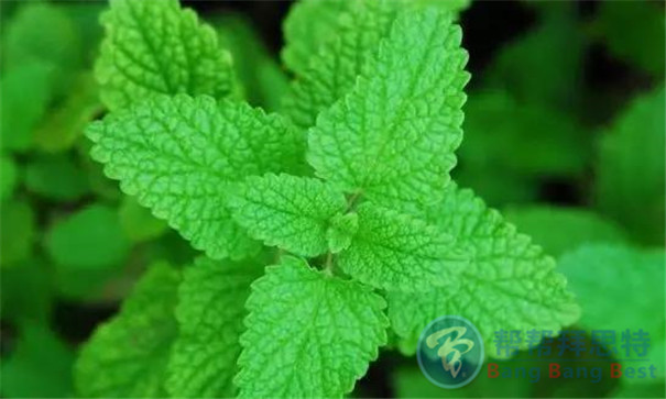 最健康安全的解決辦法——植物防蟲(chóng)