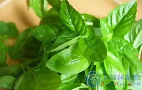 最健康安全的解決辦法——植物防蟲(chóng)