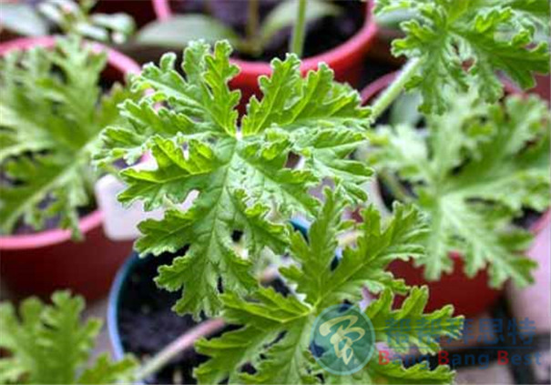 最健康安全的解決辦法——植物防蟲(chóng)