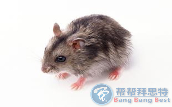 滅鼠公司總結(jié)小區(qū)防鼠秘籍