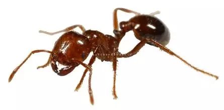 紅火蟻發(fā)生情況及防空建議