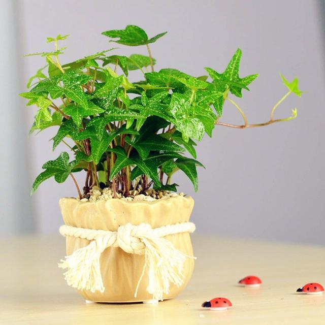 家里面小飛蟲多？學(xué)會這幾點，再也不用擔(dān)心有小飛蟲啦