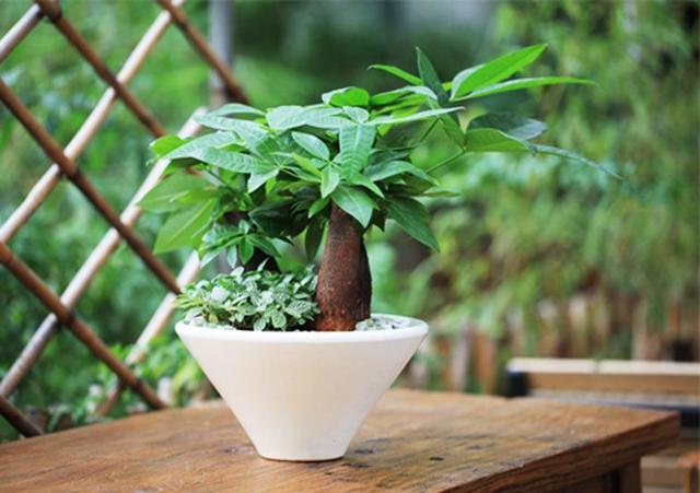 家里面小飛蟲多？學(xué)會這幾點，再也不用擔(dān)心有小飛蟲啦