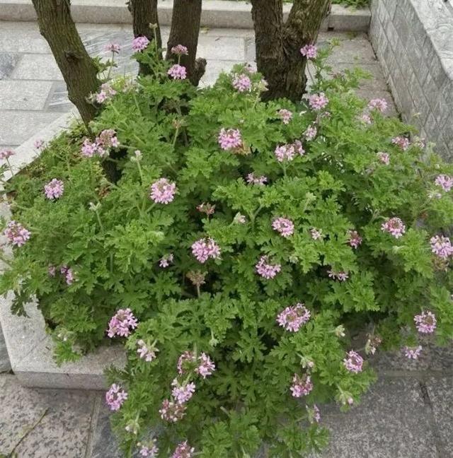 蚊子最怕這8種花！養(yǎng)1盆，蚊香花露水都省了