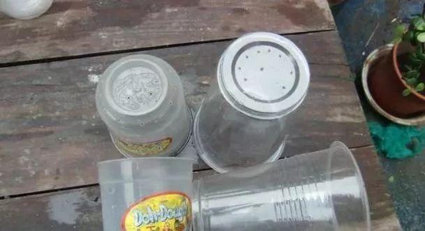 蚊子最怕這8種花！養(yǎng)1盆，蚊香花露水都省了