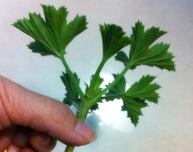 蚊子最怕這8種花！養(yǎng)1盆，蚊香花露水都省了