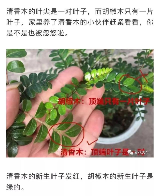 蚊子最怕這8種花！養(yǎng)1盆，蚊香花露水都省了